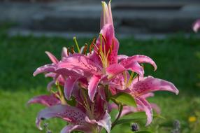 magnificent Lily Flower Garden