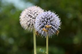 Thistle Flowers and Bees