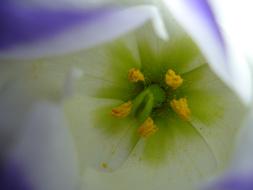 flower macro photo