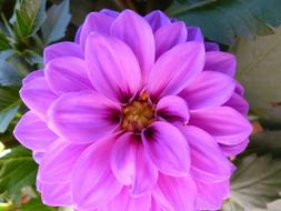 absolutely beautiful pink Flower