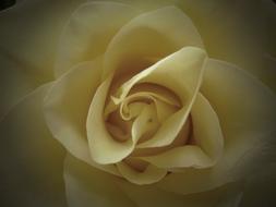 macro photo of a white tender rose