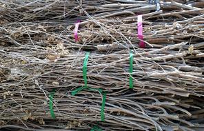 bundles of twigs in stack