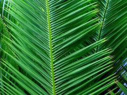 green tropical palm leaves, close-up