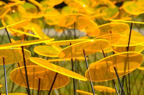 flowers as a yellow plates
