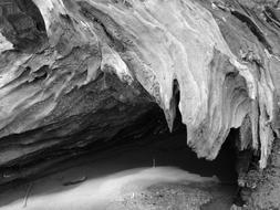 black and white photo of a large root tree