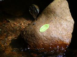 Close-up of the beautiful, green leaf, on the stone in light, in water