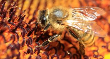 fluffy bee in wings on a sunflower, close-up