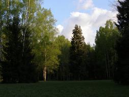 landscape of Trees in Park and Sky