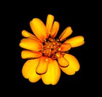 magnificent Marigold Flowers Orange