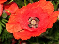 Red Poppy in the sun on a blurred background