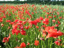 lot of Poppy Flowers on meadow