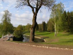 tree near the bridge on the river