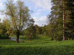 photo of green forest and cloudy sky