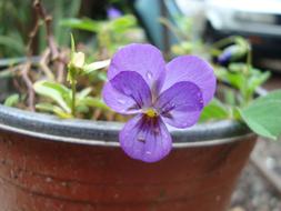Beautiful violet flowers with green leaves in the pot