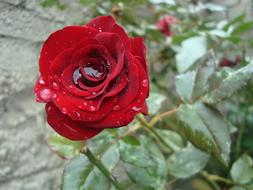 Red Rosa flower in garden