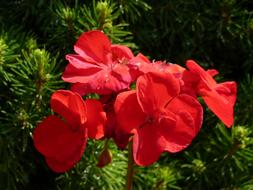 incredibly beautiful Geranium Flower Red