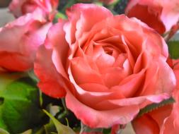 Roses Pink garden flowers