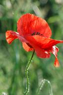 goodly Poppy Red Blossom