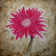 Gerbera Flower Pink drawing