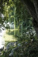 Pond and Trees Reflection