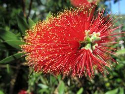 magnificent Bloom Exotic