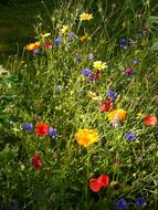 Summer Flowers Colorful and grass