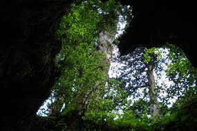 View of the beautiful green plants, through the cave, with the hart shape