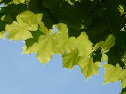 Maple Leaves green and blue sky