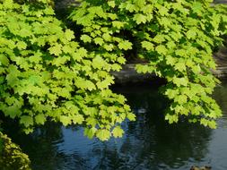 Maple Leaves green and water