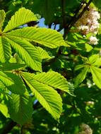 Rosskastanie Leaves green