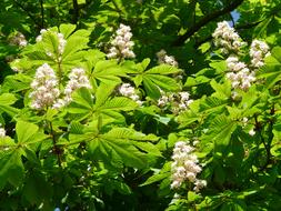 Beautiful, green ordinary rosskastanie leavesa and blooming, white flowers, on the tree in light