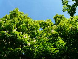 Ordinary Rosskastanie tree Leaves