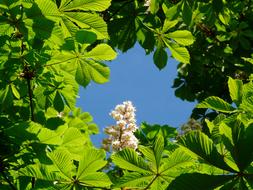 Chestnut and blue sky