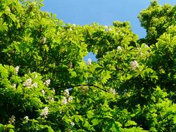 chestnut with white flowering on a sunny day