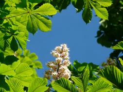 Ordinary Rosskastanie Chestnut and blue sky