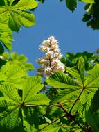inflorescence of Chestnut among new leaves at sky