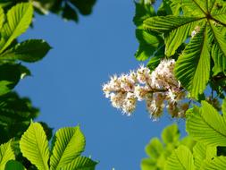 green Chestnut blue sky