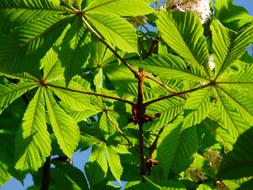 Close-up of the beautiful, green and yellow chestnut tree with the leaves, in sunlight