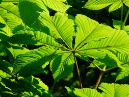 green tree Leaves chestnut
