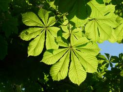 green Ordinary Rosskastanie Leaves