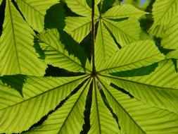 Close-up of the beautiful, green chestnut tree leaves, in light