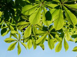 green chestnut branches against blue sky