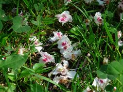 Beautiful, white, purple and pink ordinary rosskastanie flowers, among the green grass