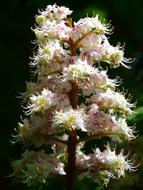 Ordinary Rosskastanie Chestnut pink flowers