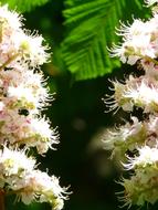 Ordinary Rosskastanie Chestnut white flowers