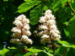 Inflorescence dry Blossom