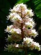 Inflorescence of chestnut close up