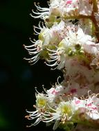 extraordinarily beautiful Inflorescence Blossom