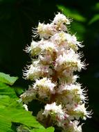 chestnut inflorescence as a candle on a tree