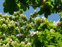 Chestnut flowers blue sky